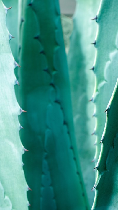 Close up of cactus