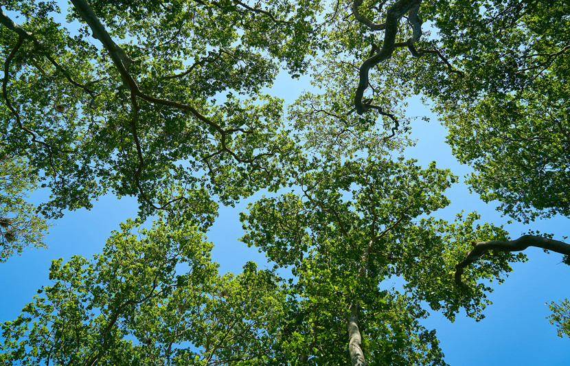 Urban canopy trees and blue sky