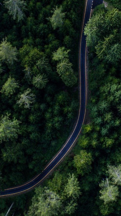 Green forest with road running through it 