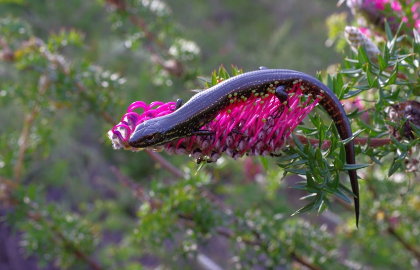 Blue Mountains Water Skink on a pink flower