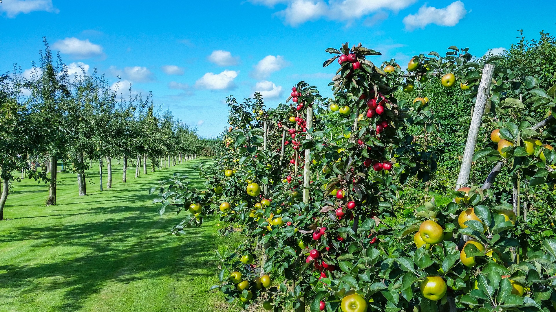 Apple trees with fruit