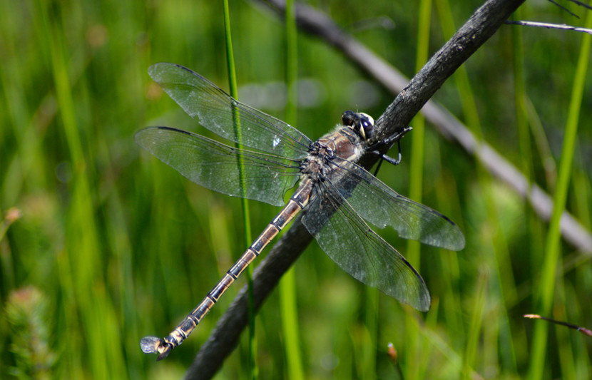 RPS ecology team with a Giant Dragonfly (Petalura gigantea) in the Blue Mountains region of New South Wales