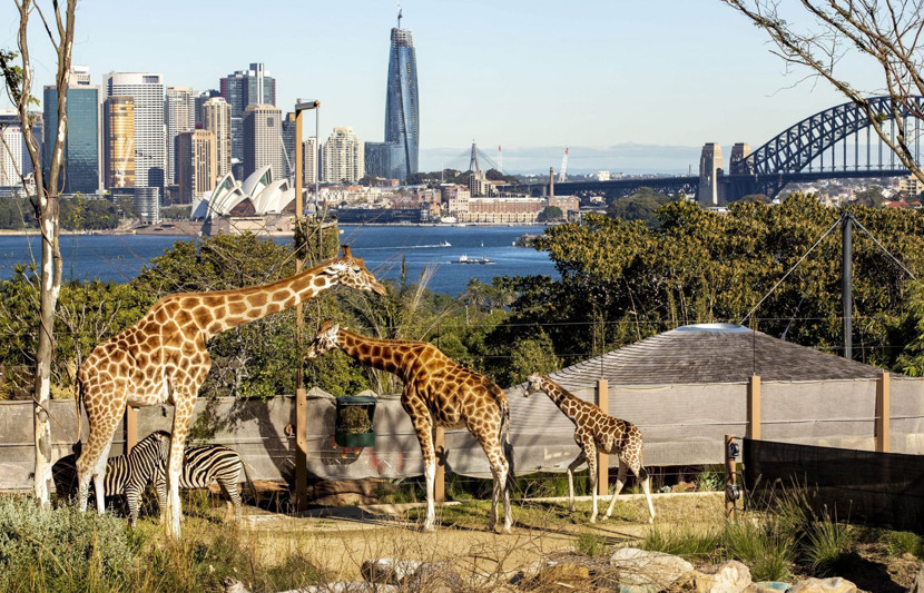 A family of giraffes and a couple of zebras overlook the Sydney Harbour and the iconic Opera House.  