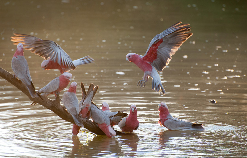 Australian galahs bathing in water